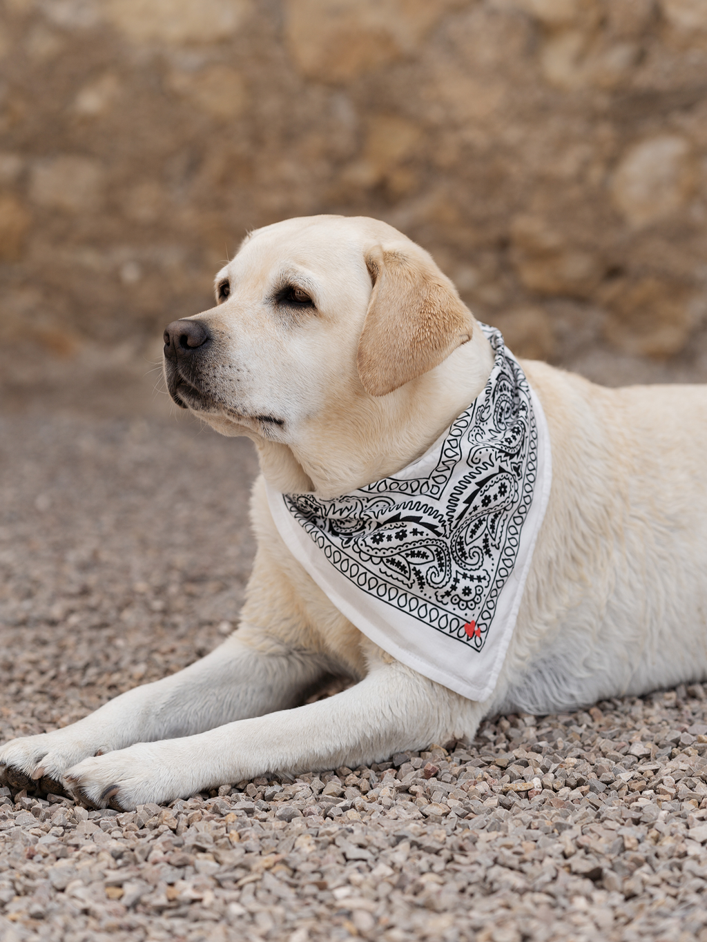 Bandana Tuch für Hund